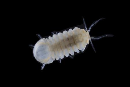 MonolistraRacovitzai