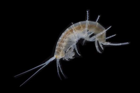 NIphargusNovomestanus